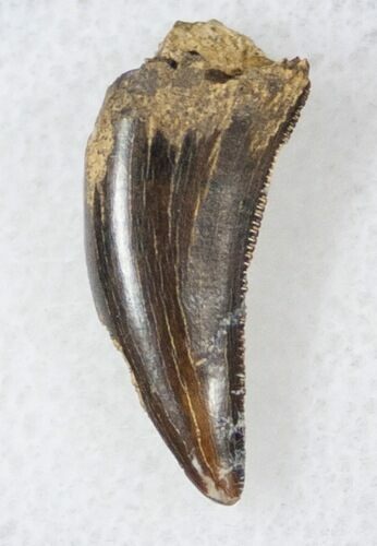 Theropod Tooth - Hell Creek Formation, Montana #14786